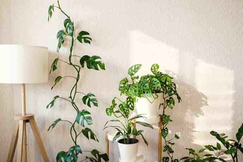 aglaonema, zamioculcas, sansevieria, Monstera Obliqua or Adansonii, Rhaphidophora tetrasperma. Light modern interior with green home plants.