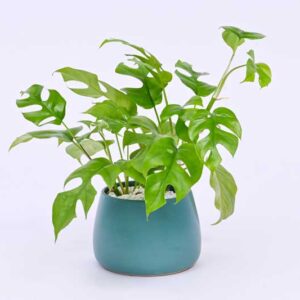 Rhaphidophora tetrasperma, mini monstera, Philodendron minima