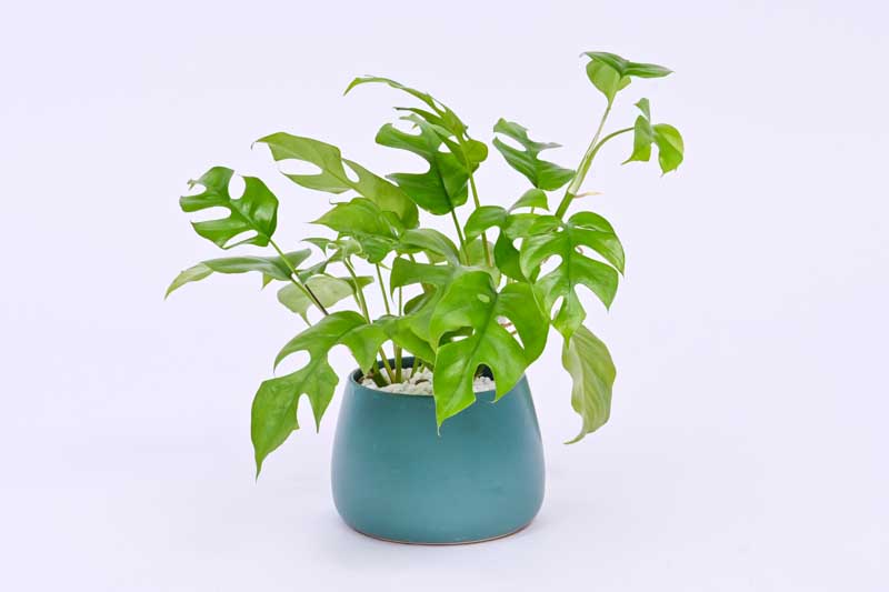 Rhaphidophora tetrasperma, mini monstera, Philodendron minima