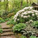 shade garden with Rhododendron 'Dora Amateis', Athyrium niponicum var. pictum, Hosta 'Patriot'