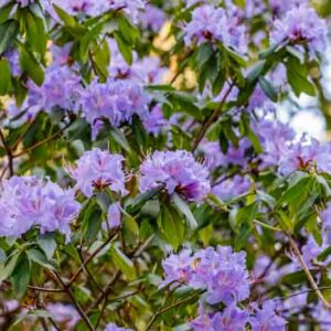 Blue rhododendron Rhododendron augustinii, Blue Rhododendron, Augustine Rhododendron