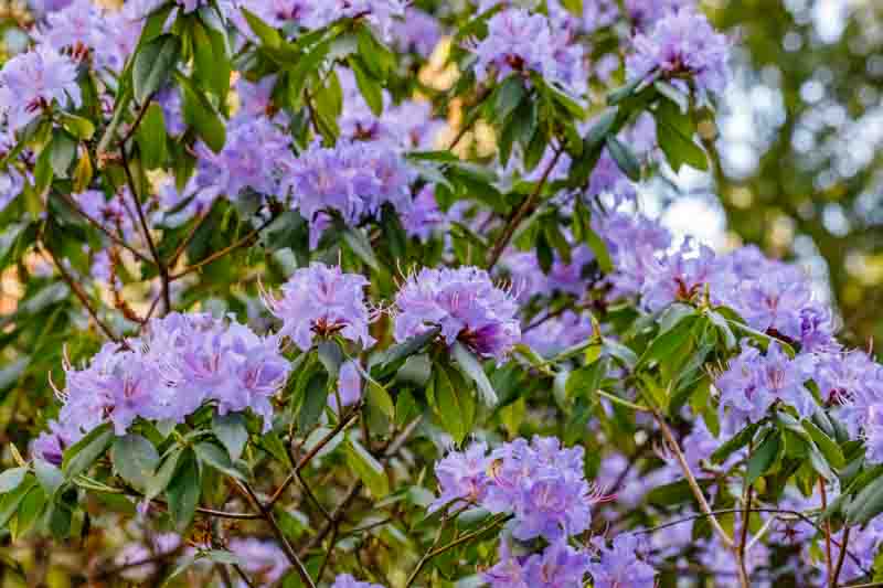 Blue rhododendron Rhododendron augustinii, Blue Rhododendron, Augustine Rhododendron