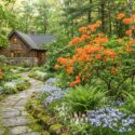 Woodland garden with native plants, Rhododendron calendulaceum + Polystichum acrostichoides + Phlox divaricata + Tiarella cordifolia