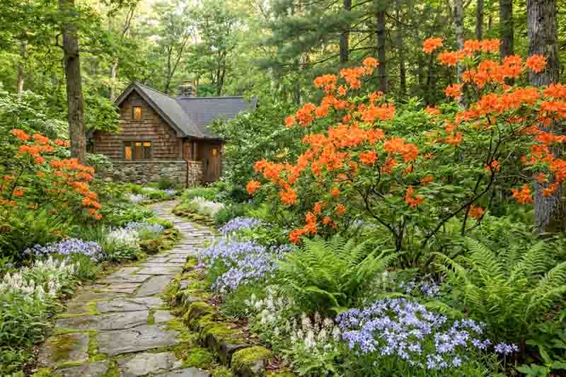 Woodland garden with native plants, Rhododendron calendulaceum + Polystichum acrostichoides + Phlox divaricata + Tiarella cordifolia