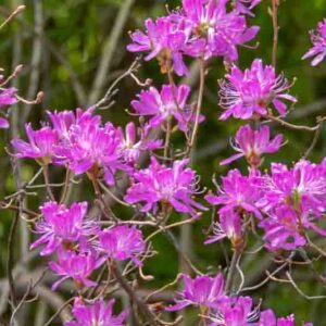Rhododendron canadense, also called rhodora or Canada rosebay