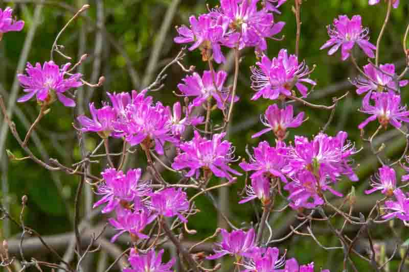 Rhododendron canadense, also called rhodora or Canada rosebay