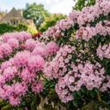 Mountain Laurel vs. Rhododendron: Which to Grow?