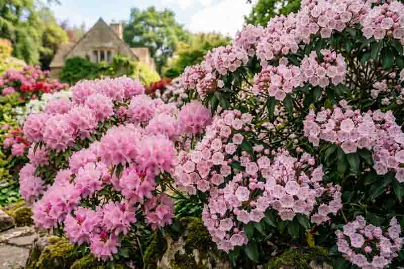 Mountain Laurel vs. Rhododendron: Which to Grow?