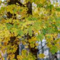 Rhytisma acerinum disease on yellowing autumn maple leaves in the park