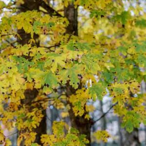 Rhytisma acerinum disease on yellowing autumn maple leaves in the park