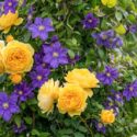 Rosa Graham Thomas and Clematis Wisley