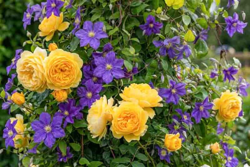 Rosa Graham Thomas and Clematis Wisley