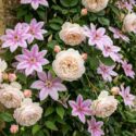 Rosa 'Madame Alfred Carrière' and Clematis 'Nelly Moser' against the aged honey-colored limestone wall,