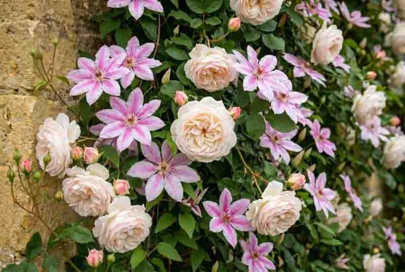 Rosa 'Madame Alfred Carrière' and Clematis 'Nelly Moser' against the aged honey-colored limestone wall,