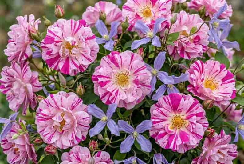 Rosa Mundi and Clematis Arabella