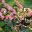 Rose pruning, how to prune roses, when to prune roses