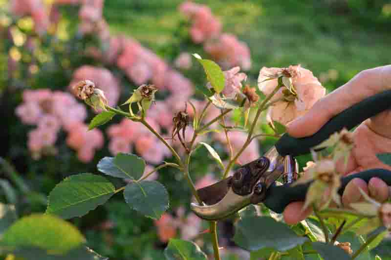 Rose pruning, how to prune roses, when to prune roses