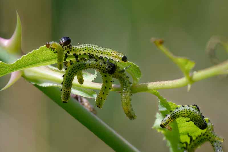 Rose Sawfly Larvae (Arge species) Feeding on Rose Leaves