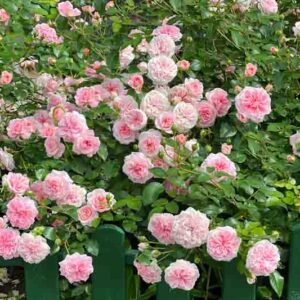 Rose bush with beautiful pink roses flowers blossom in garden.