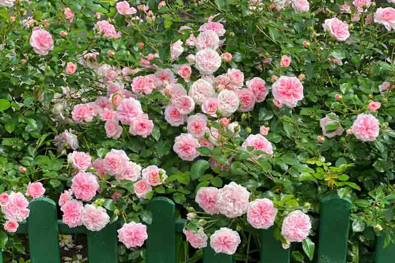 Rose bush with beautiful pink roses flowers blossom in garden.