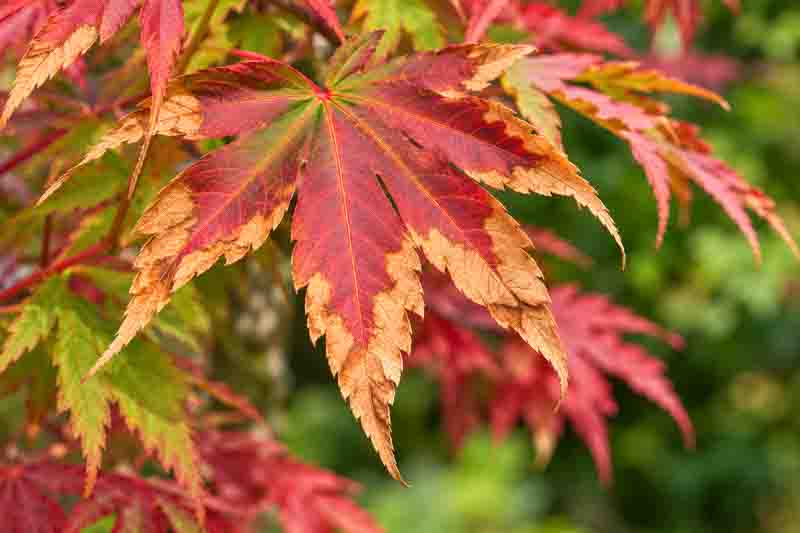 Scorched Japanese Maple Leaf