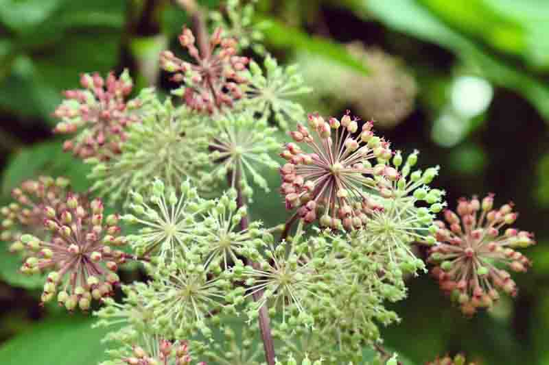 Seed head of the Aralia cordata 'Sun King' bush