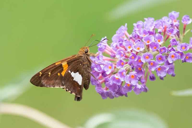 Silver-spotted Skipper