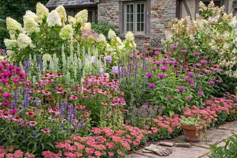 Summer border with Echinacea, Agastache, Monarda, Sedum and Hydrangea