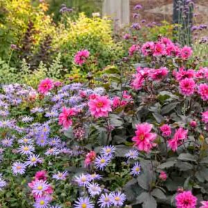 Vibrant Asters and Pink Dahlias, Summer Flowering Pink Dahlia 'Fascination' Surrounded by New York Asters (Symphyotrichum novi-belgii)