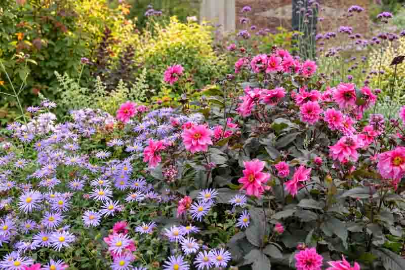 Vibrant Asters and Pink Dahlias, Summer Flowering Pink Dahlia 'Fascination' Surrounded by New York Asters (Symphyotrichum novi-belgii)
