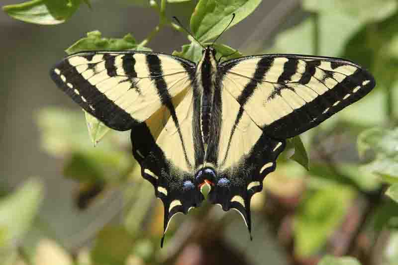 WESTERN TIGER SWALLOWTAIL (papilio rutulus)