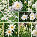White Garden Blooms, Dahlias and Companion Plants White Theme