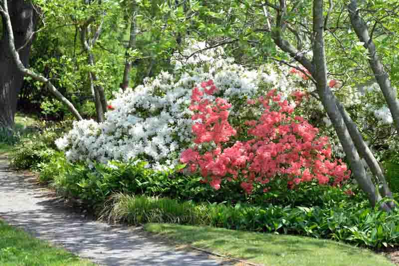 White and pink rhododendron bushes edging crushed stone path