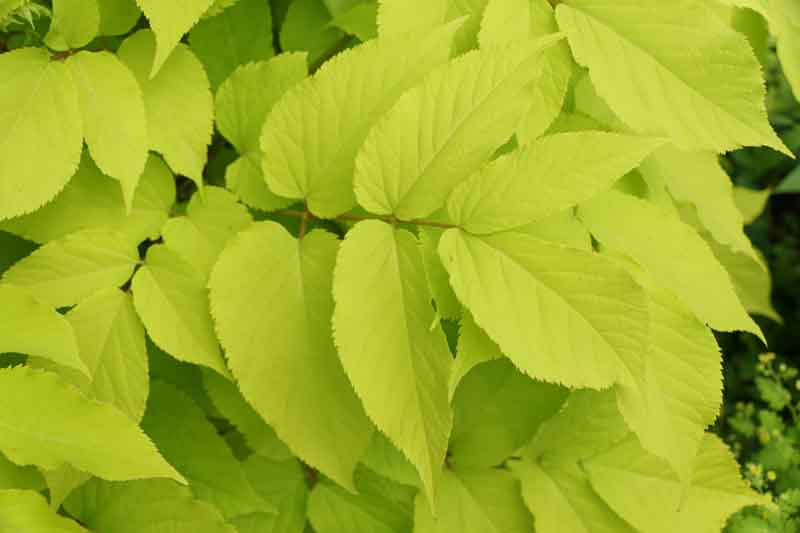 Yellow leaves of Japanese Spikenard 'Sun King'