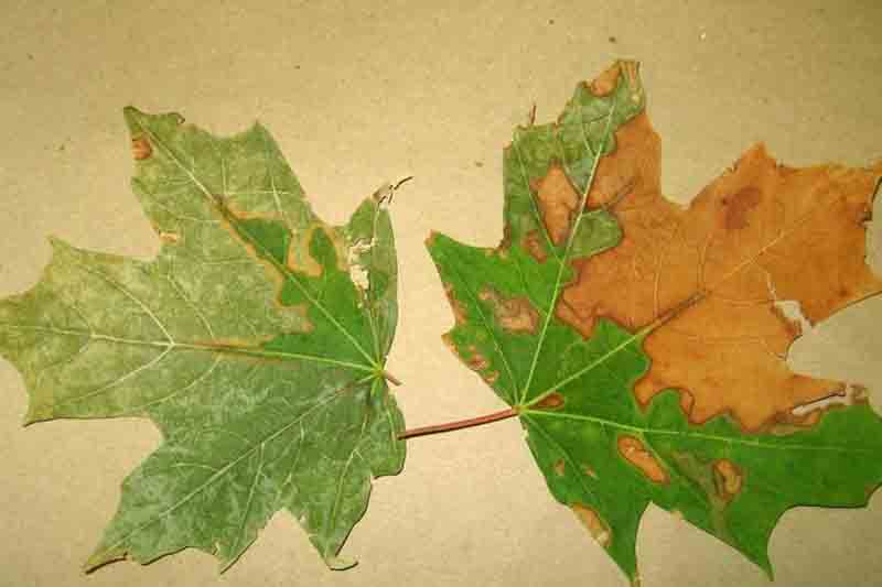 bacterial leaf scorch (Xylella fastidiosa) on maple leaves