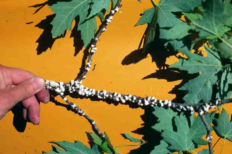 cottony maple scale (Neopulvinaria innumerabilis) on maple,