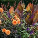 Dramatic Summer Garden with dahlia 'David Howard', Salvia 'Amistad'', Salvia confertiflora and Canna Phasion