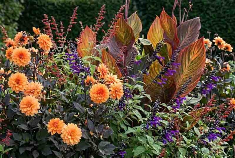 Dramatic Summer Garden with dahlia 'David Howard', Salvia 'Amistad'', Salvia confertiflora and Canna Phasion