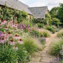 An Elegant Prairie Garden with Coneflowers and Blazing Star. Echinacea pallida, Liatris pycnostachya, Eryngium yuccifolium, Sporobolus heterolepis