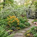Native Woodland Garden with Halesia, Azaleas and Ferns