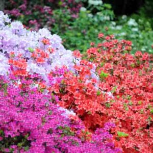 pink azalea bush blossom in springtime