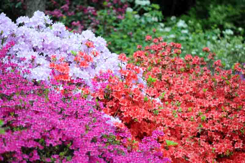 pink azalea bush blossom in springtime