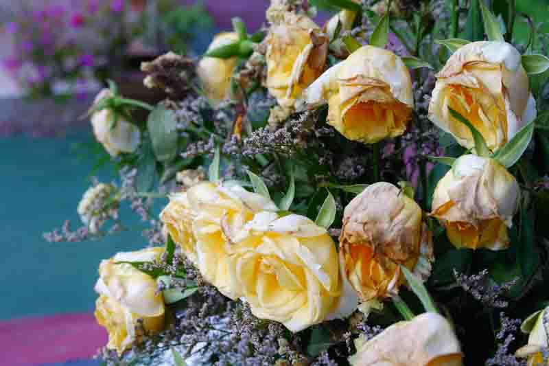 rose flowers are wilted in the garden