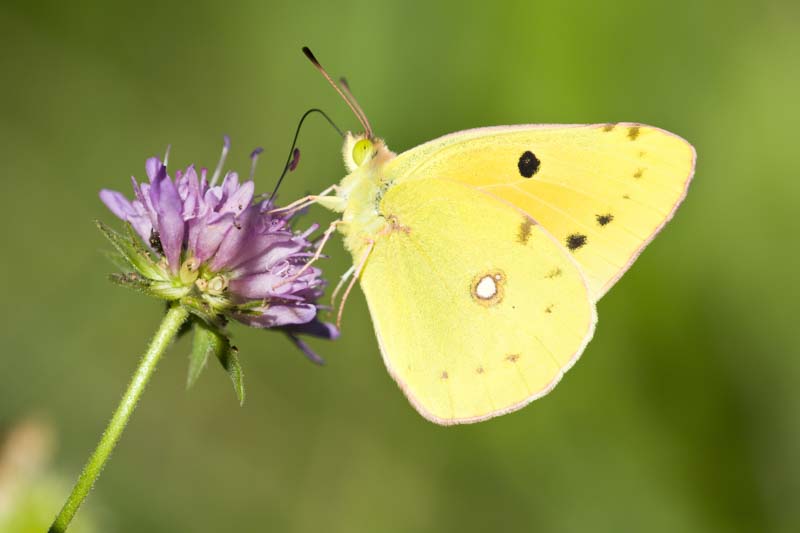 Cloudless Sulfur butterfly, A Colias butterfly on a purple meadow flower 