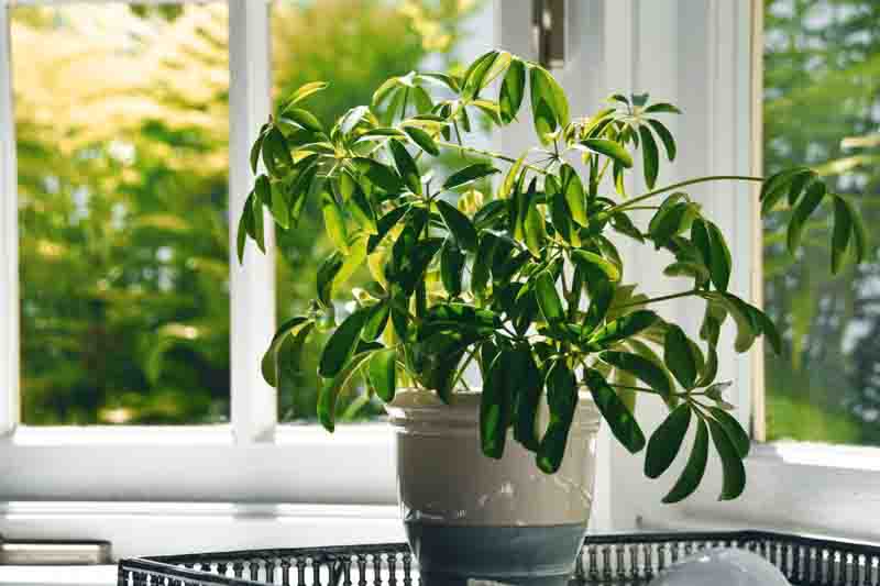 Schefflera arboricola, Umbrella Tree, Houseplant, Indoor Plant