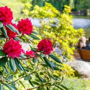Pruning Rhododendrons & Azaleas: When and How