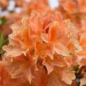 Beautiful flowering orange azalea bush in the spring time.