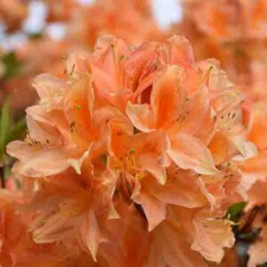 Beautiful flowering orange azalea bush in the spring time.
