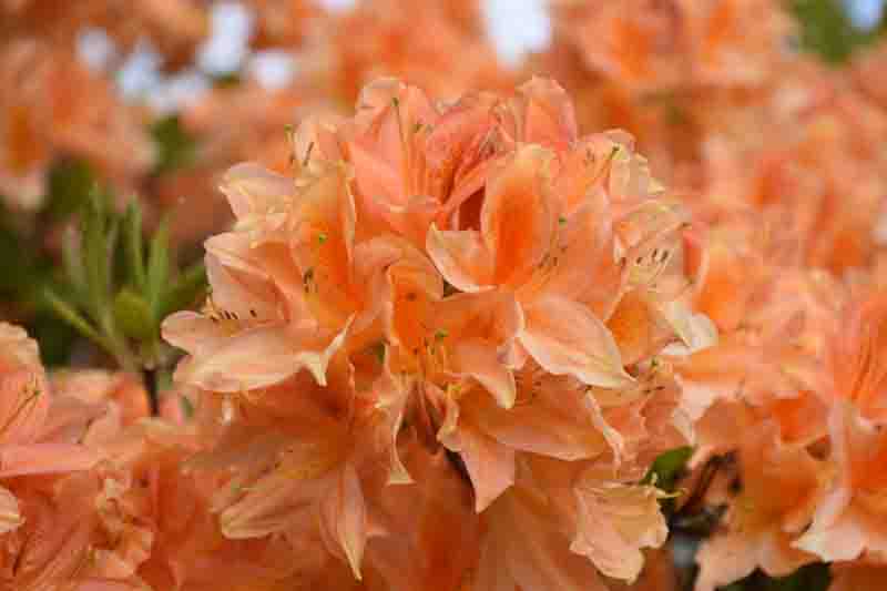 Beautiful flowering orange azalea bush in the spring time.