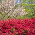 Red azalea flowers in front of double cherry blossoms